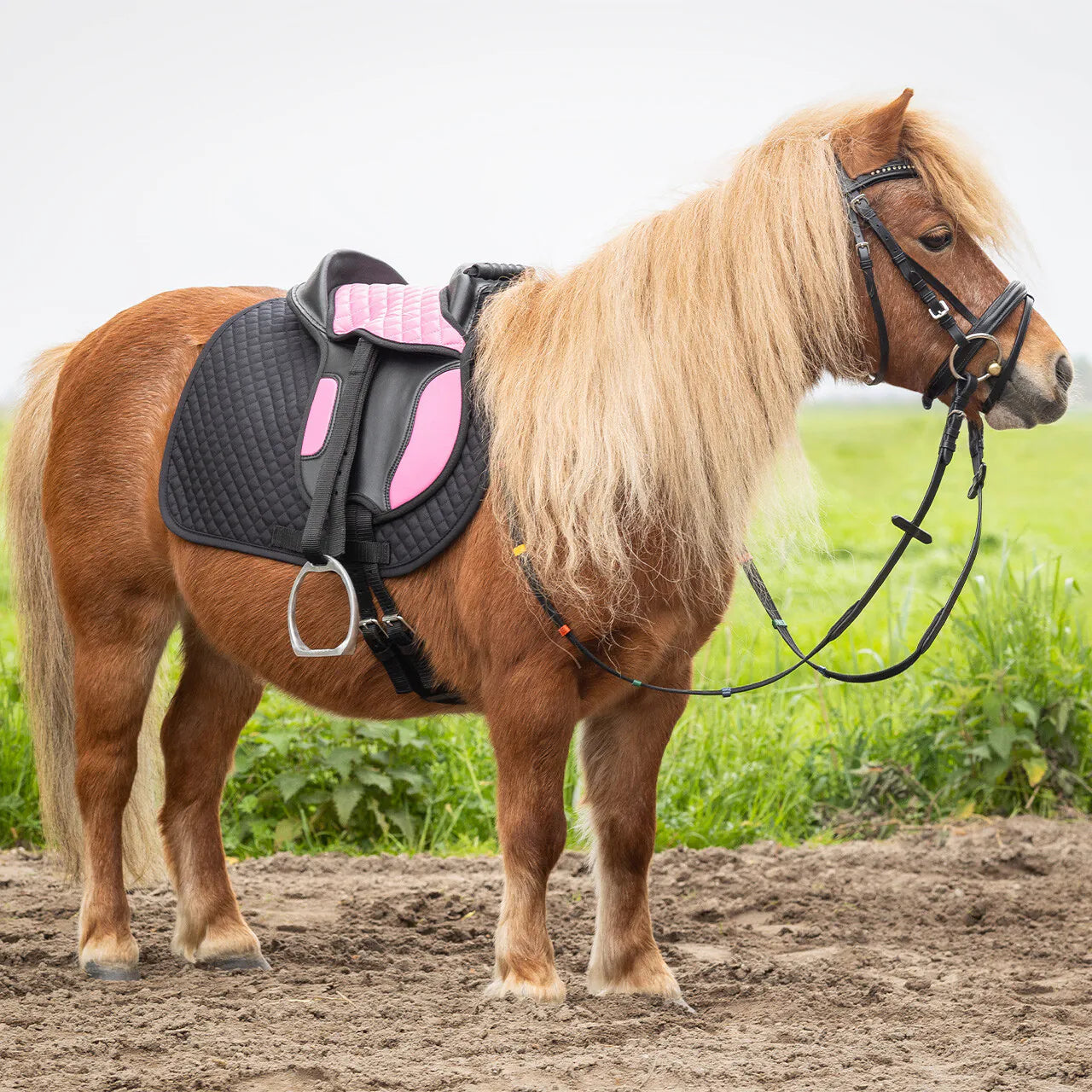 Cinchas Shetland silla QHP para equitación - vista 18