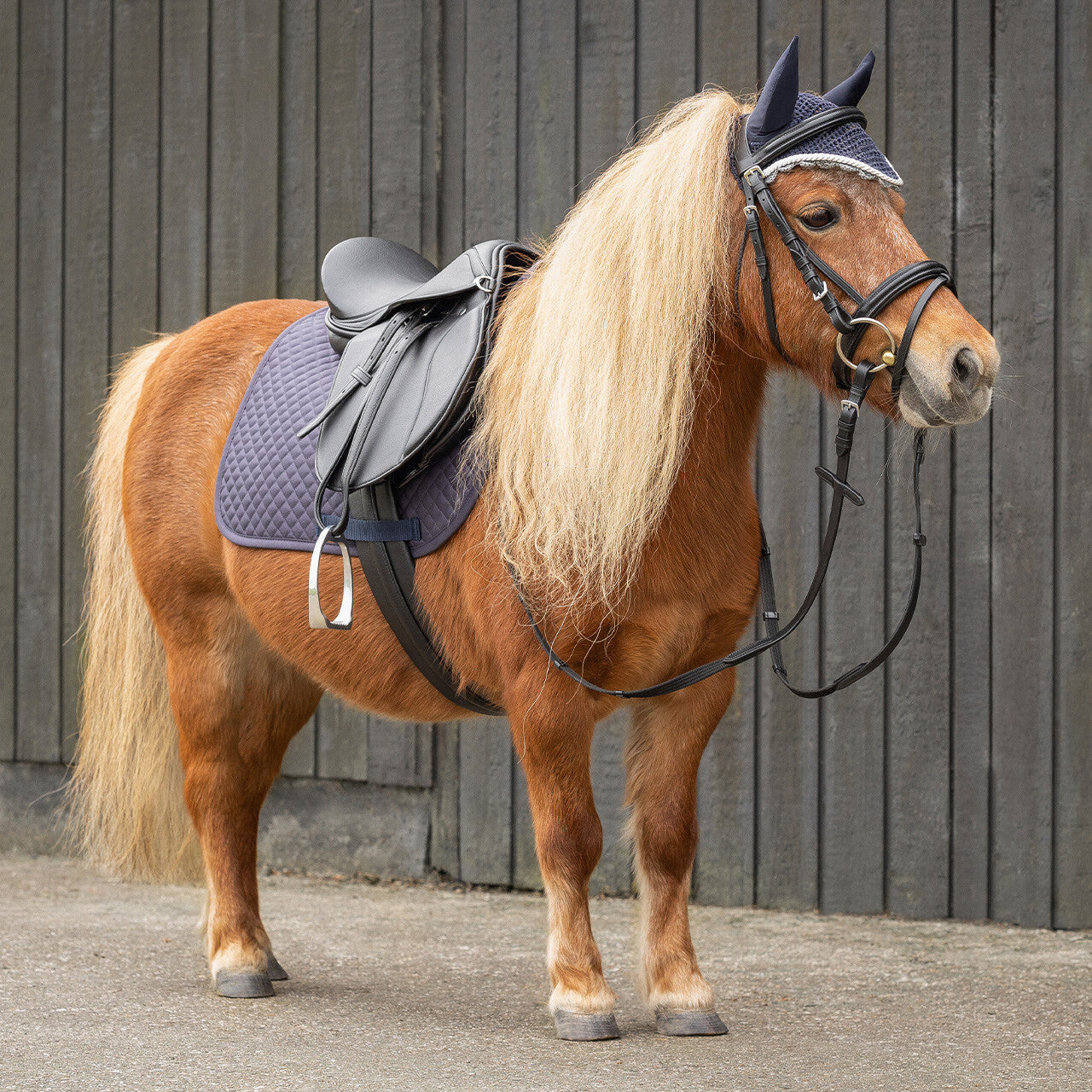 Cinchas Complete silla set QHP para equitación - vista 18