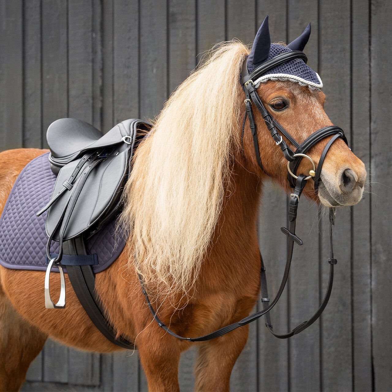 Cinchas Complete silla set QHP para equitación - vista 9