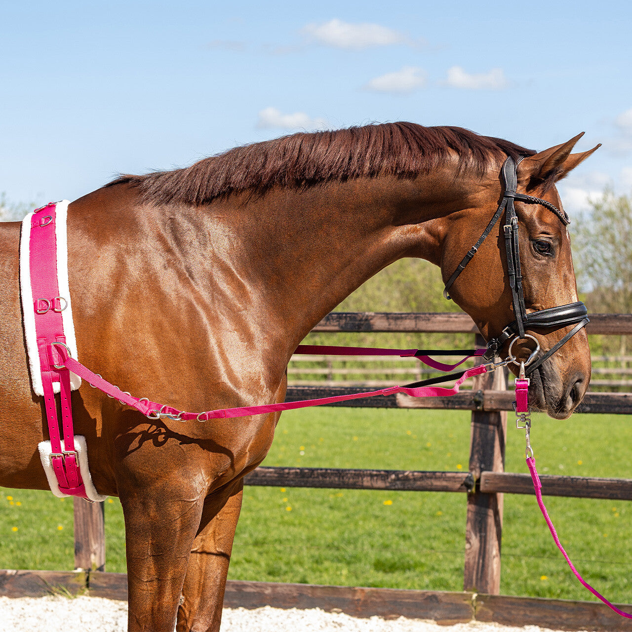 Cincha Lunging cincha color QHP para equitación - vista 5