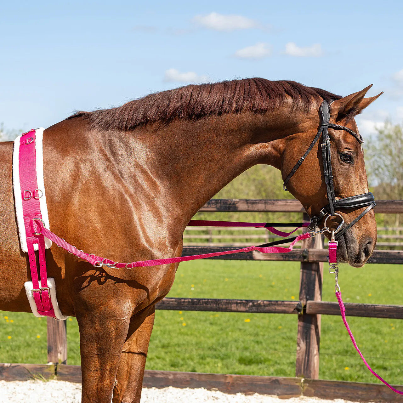 Cincha Lunging cincha color QHP para equitación - vista 6