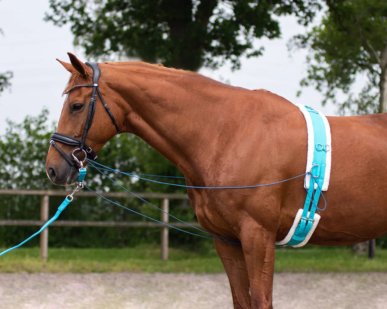 Cincha Lunging cincha color QHP para equitación - vista 12