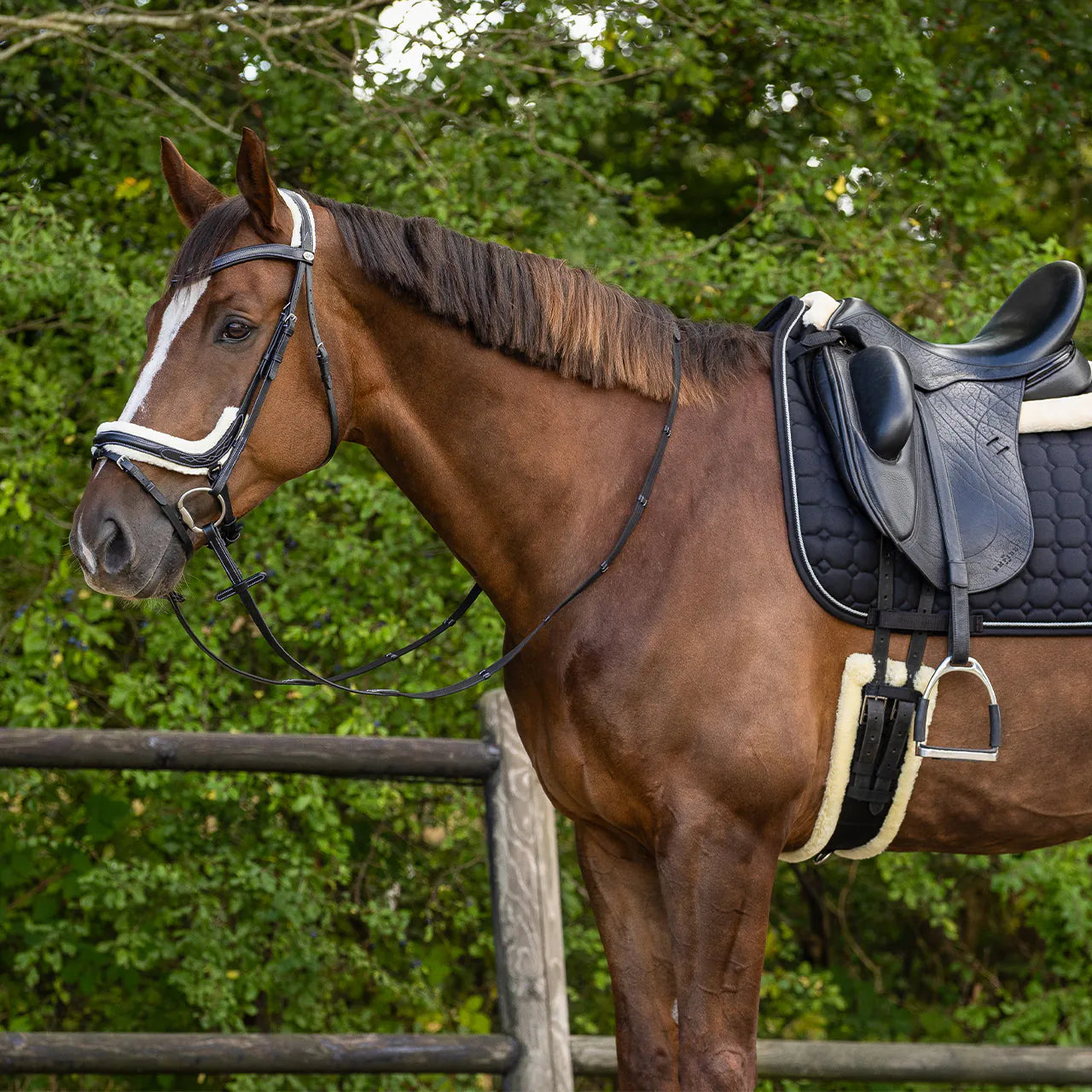 Cincha doma cincha Ontario QHP para equitación - vista 10