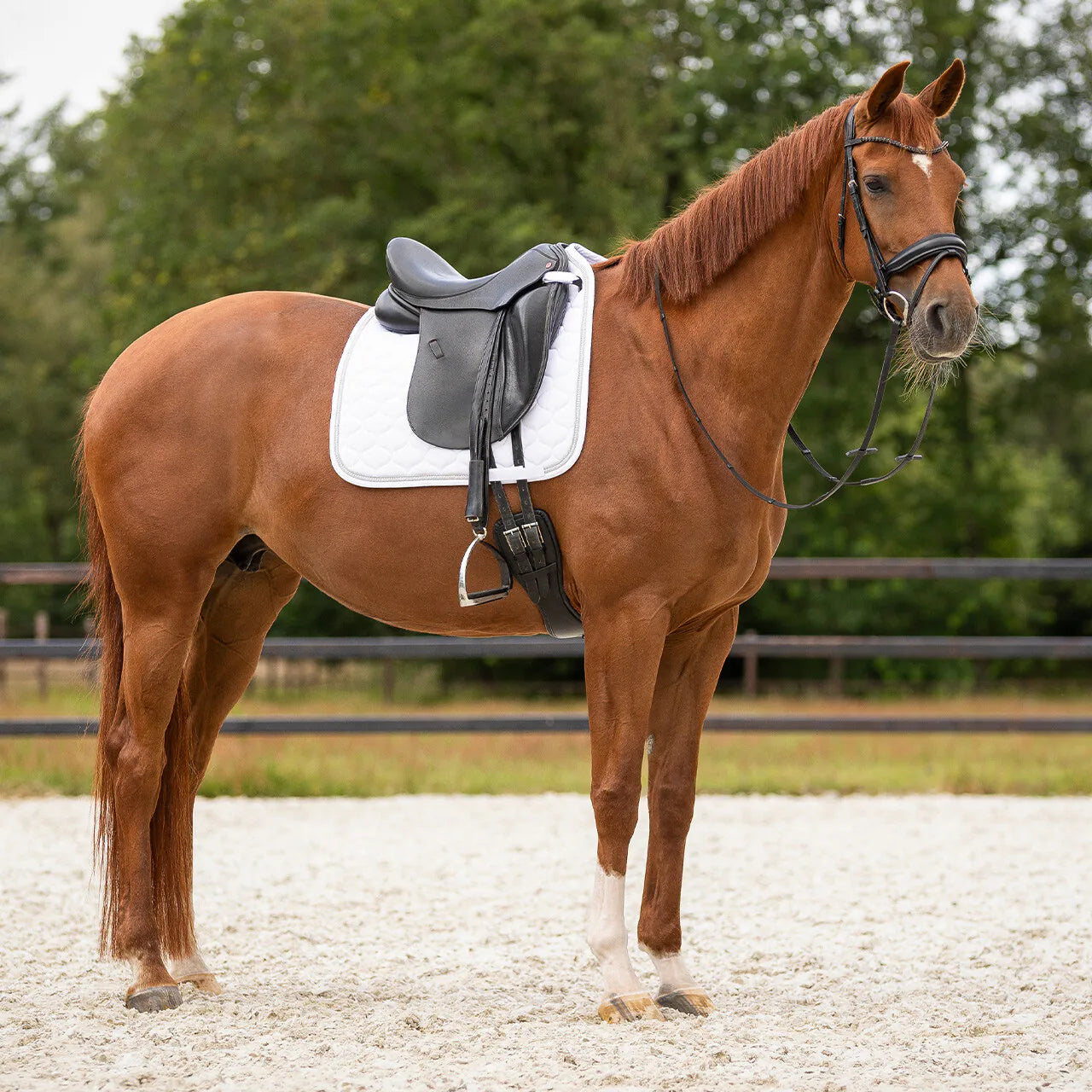 Mantillas Sparkle QHP para equitación - vista 16