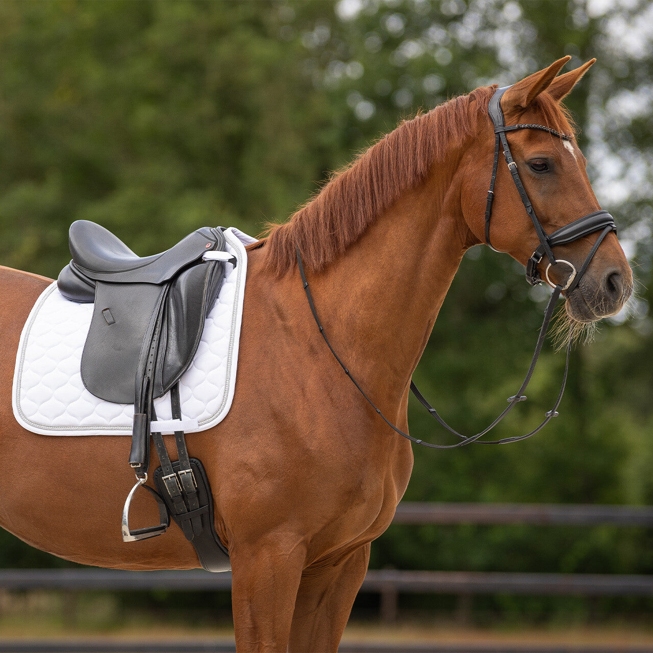Mantillas Sparkle QHP para equitación - vista 39