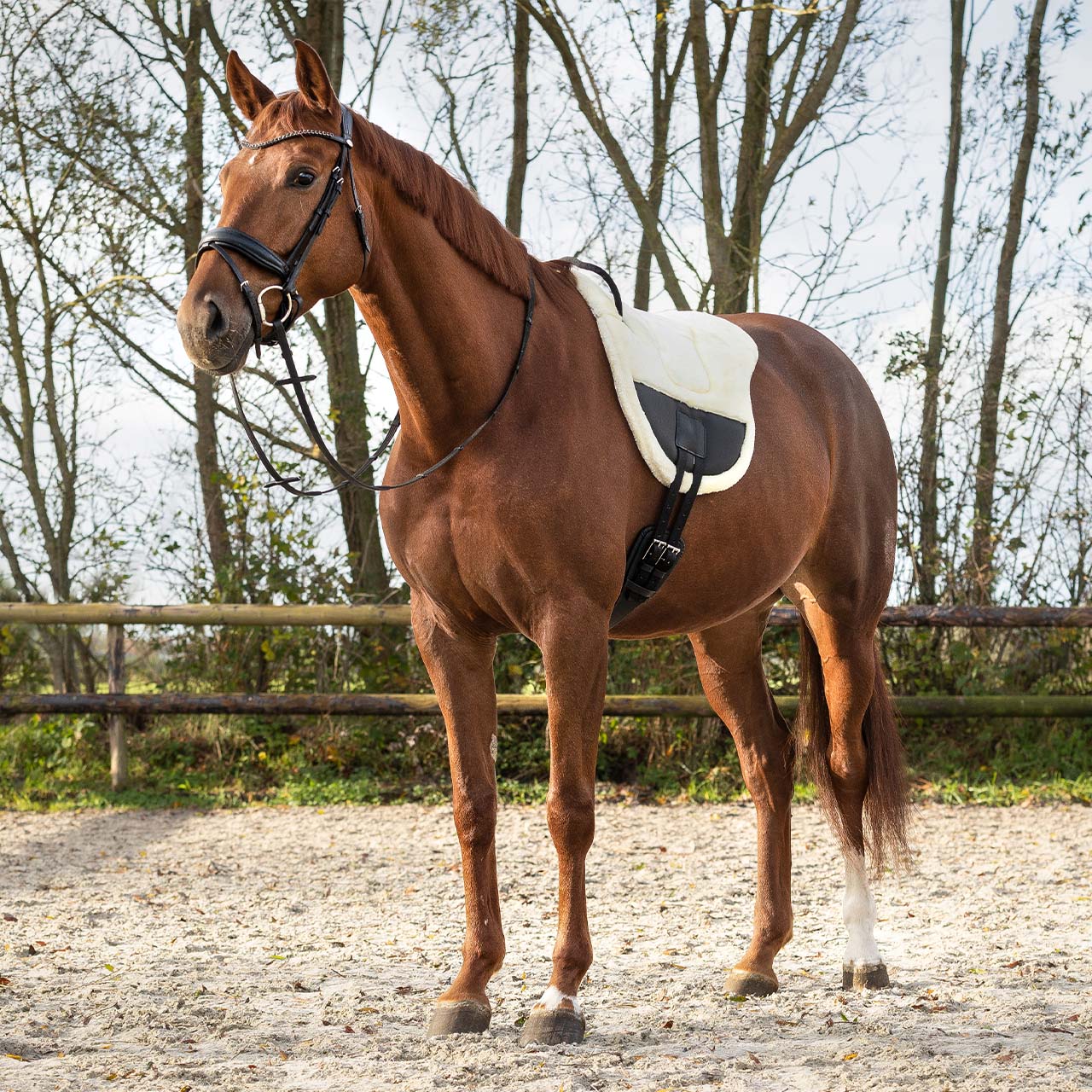 pelo mantilla pelo Ontario QHP para equitación - vista 9