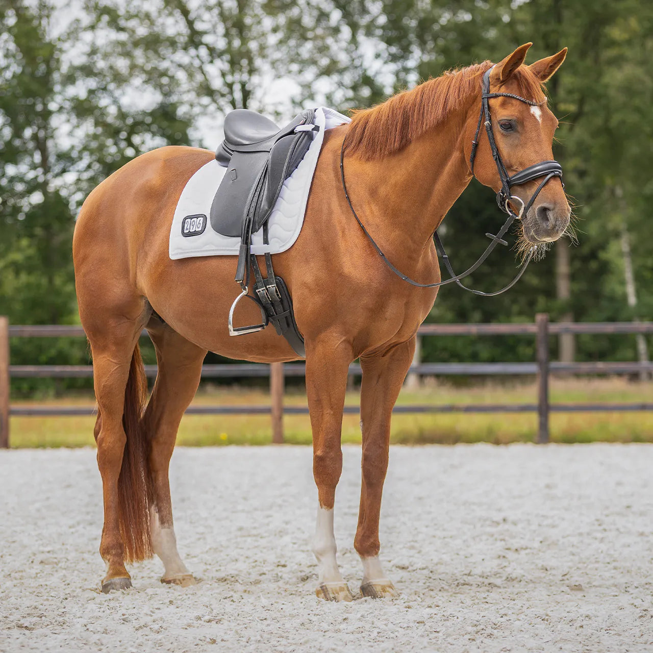 Mantillas Number QHP para equitación - vista 4