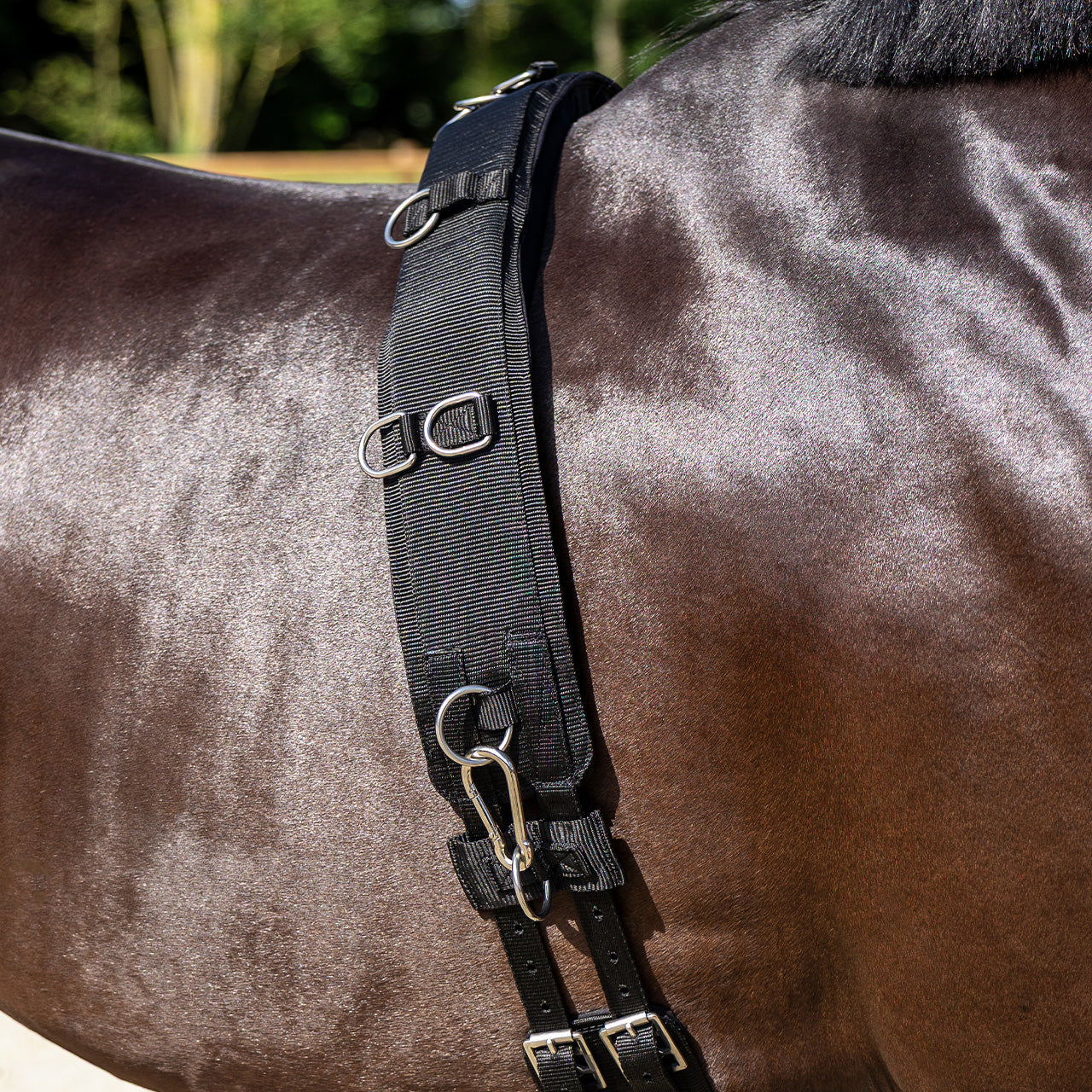Cincha Lunging cincha Padded QHP para equitación - vista 14