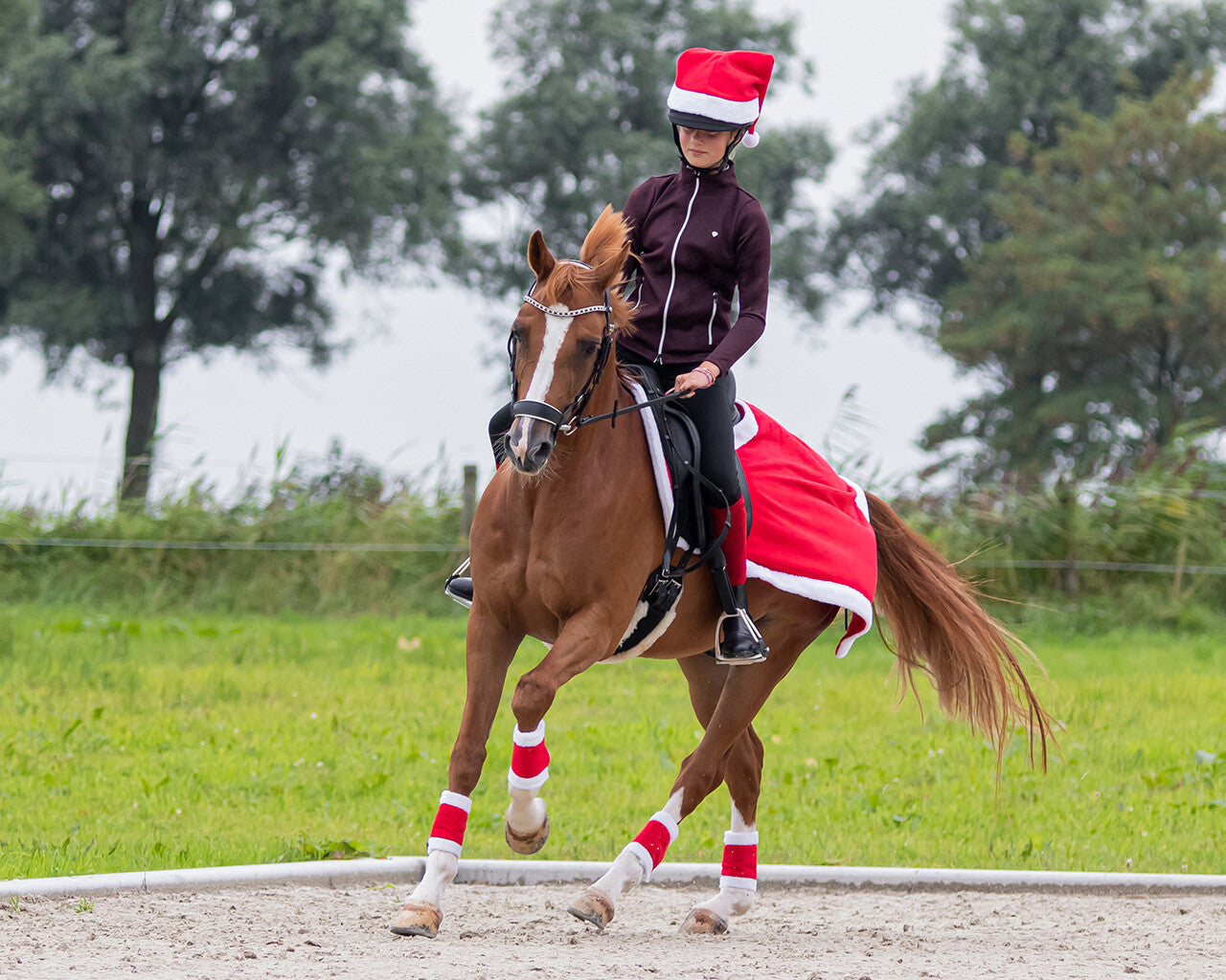 Protectores Bandages Christmas QHP para equitación - vista 3