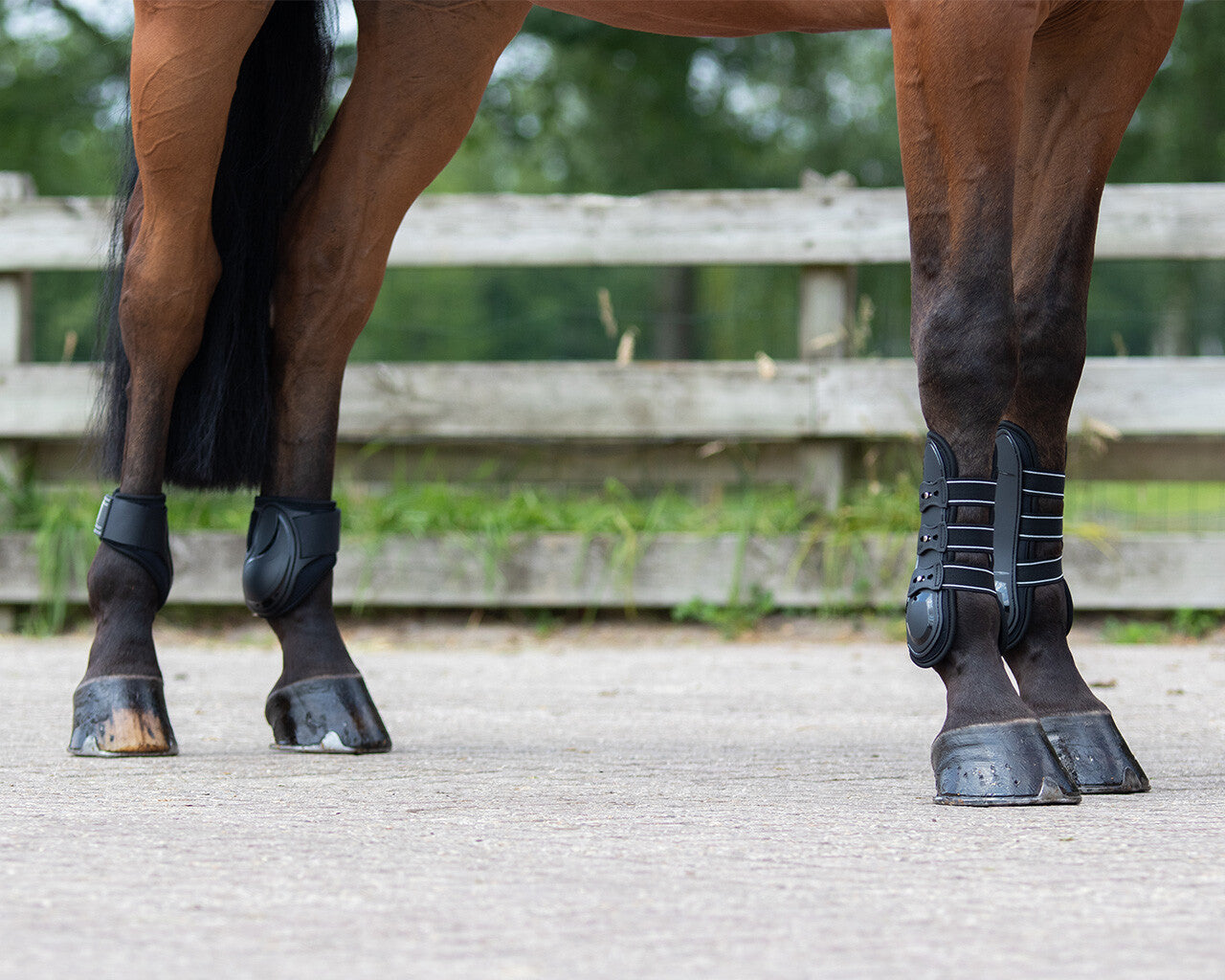 Protectores de menudillo QHP Fetlock boots Champ para equitación - vista 34