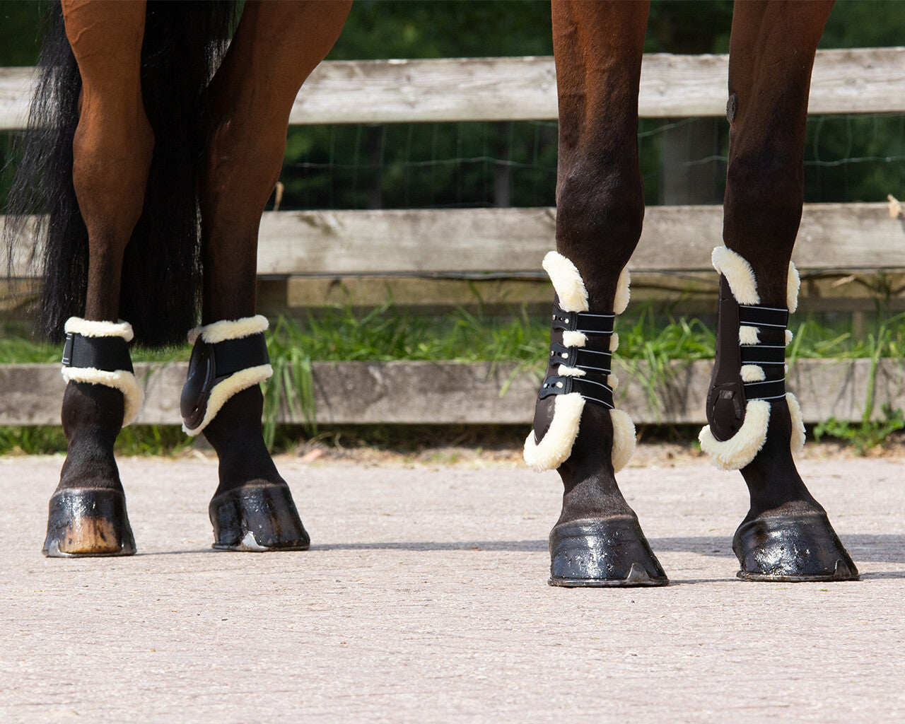 Protectores de menudillo QHP Fetlock boots Tario para equitación - vista 5