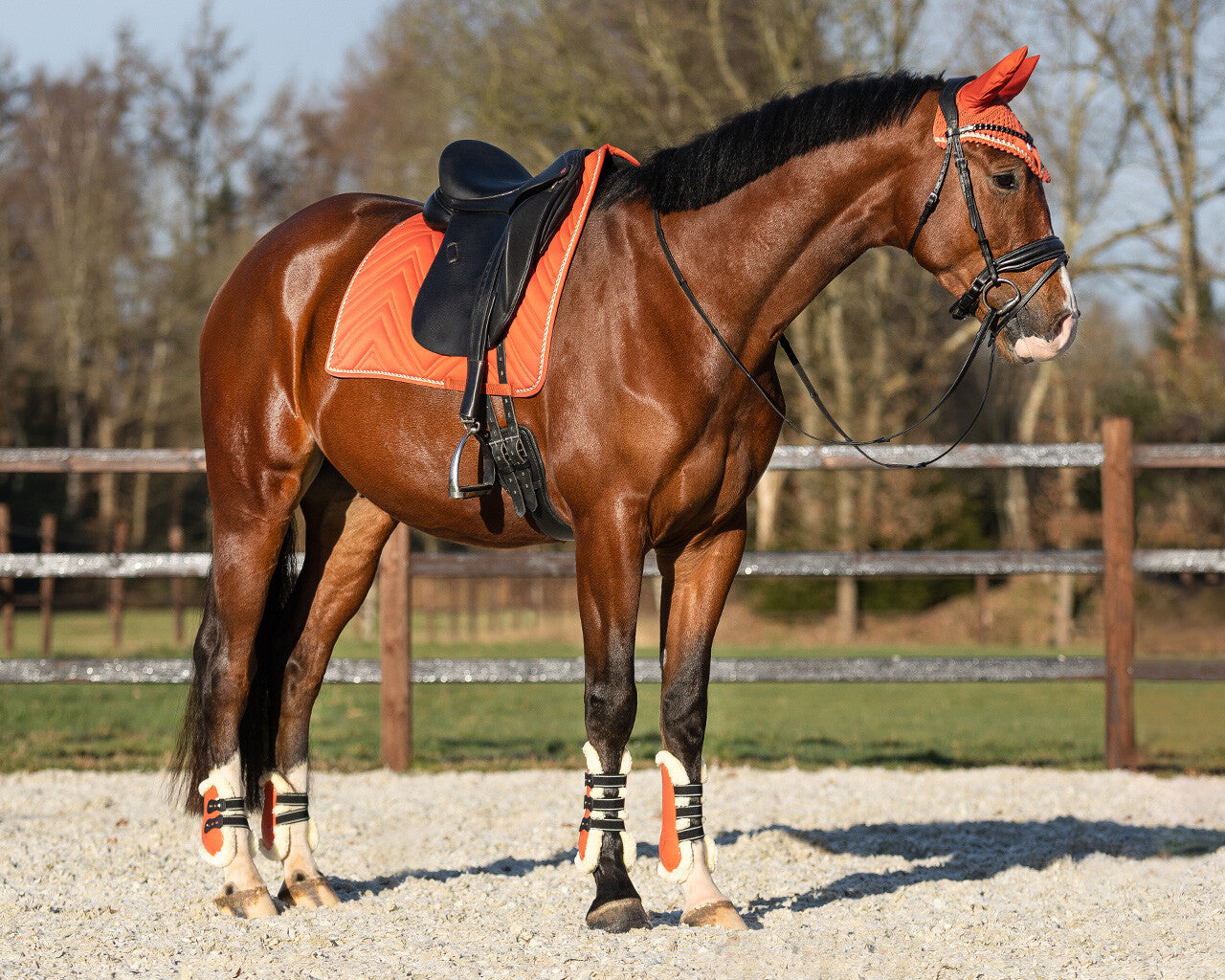 Protectores de menudillo QHP Fetlock boots Menton para equitación - vista 5