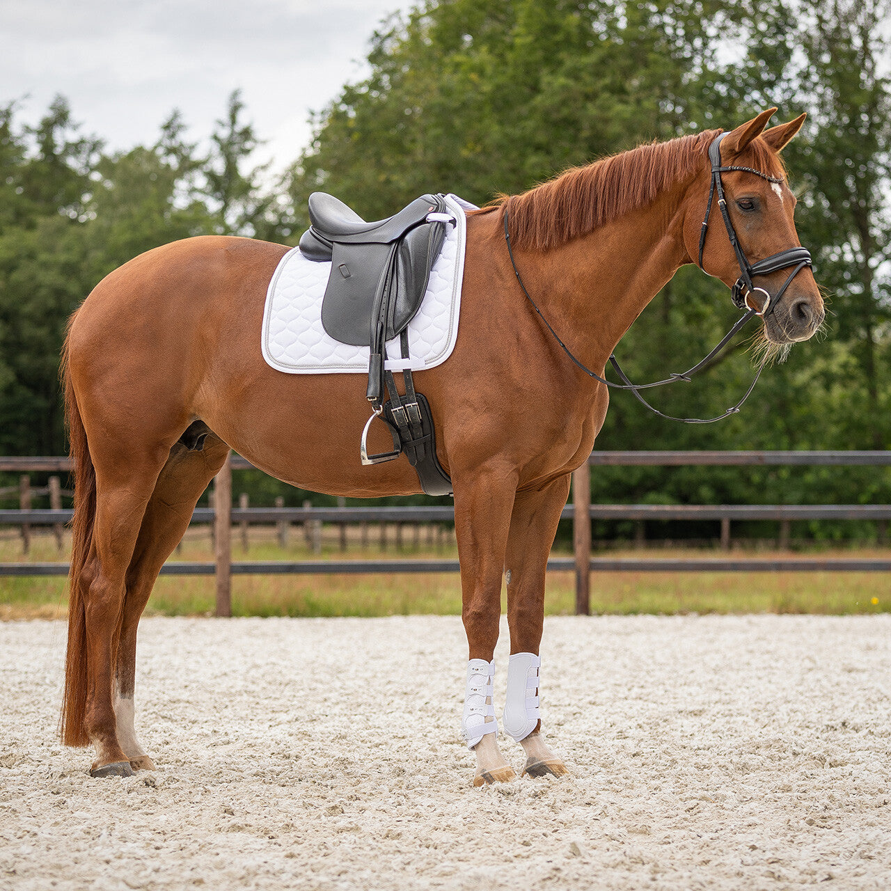 Protectores Leg protection delantero Champion QHP para equitación - vista 13