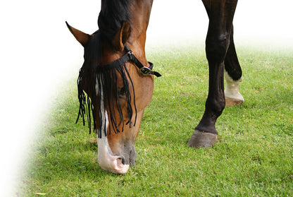 Flecos antimoscas Fly fringe extra QHP para equitación - vista 20