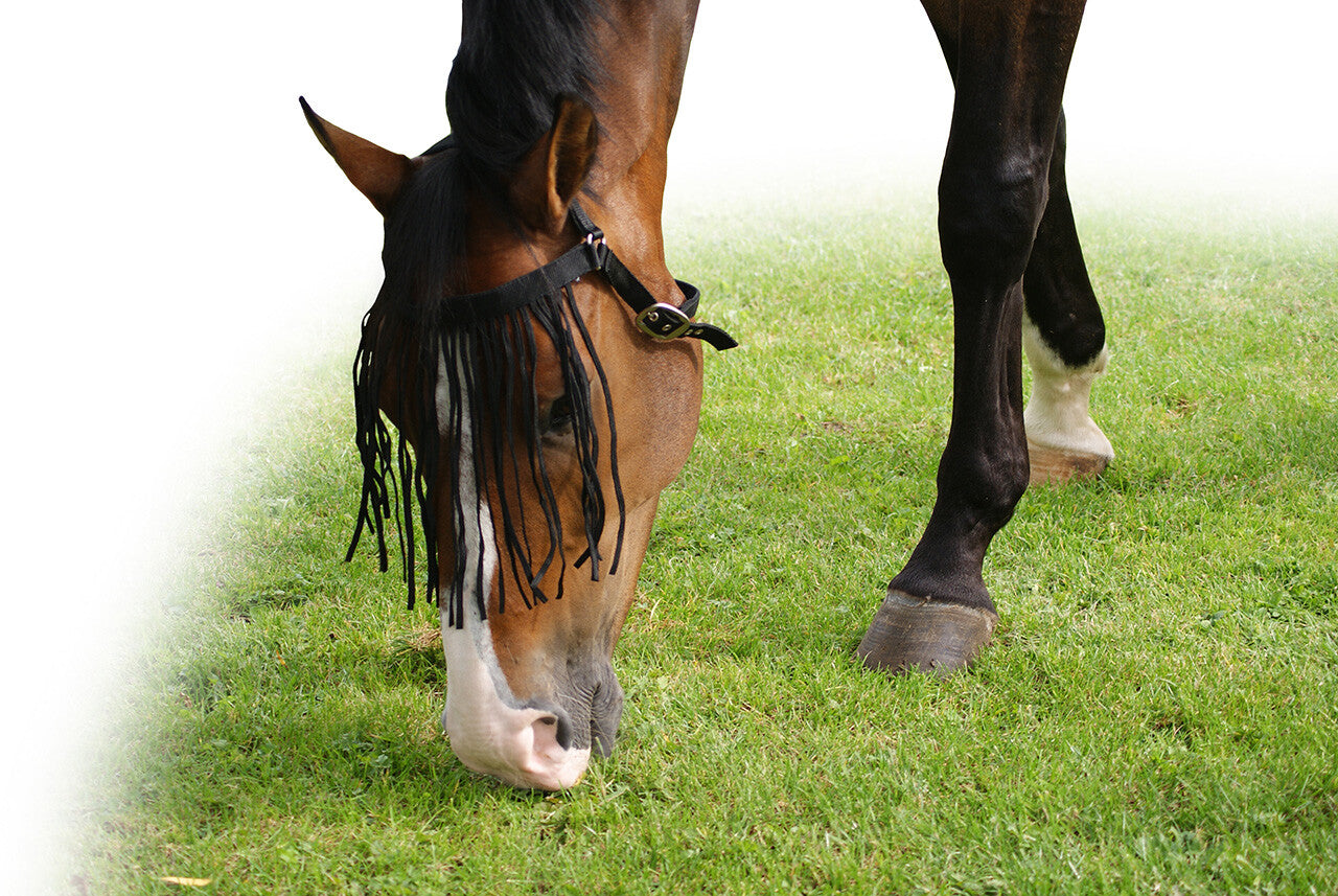Flecos antimoscas Fly fringe extra QHP para equitación - vista 16