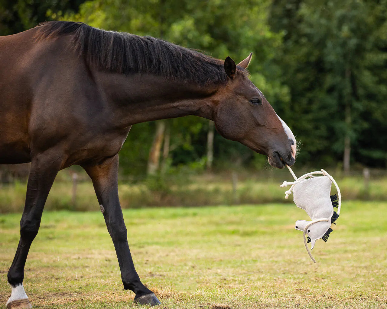 Decoración juguete para caballo QHP para equitación - vista 14