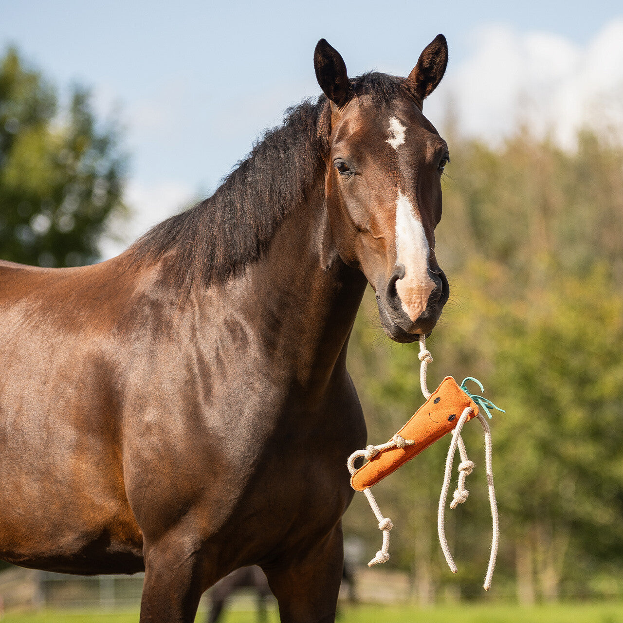 Accesorio ecuestre Caballo toy QHP para equitación - vista 37
