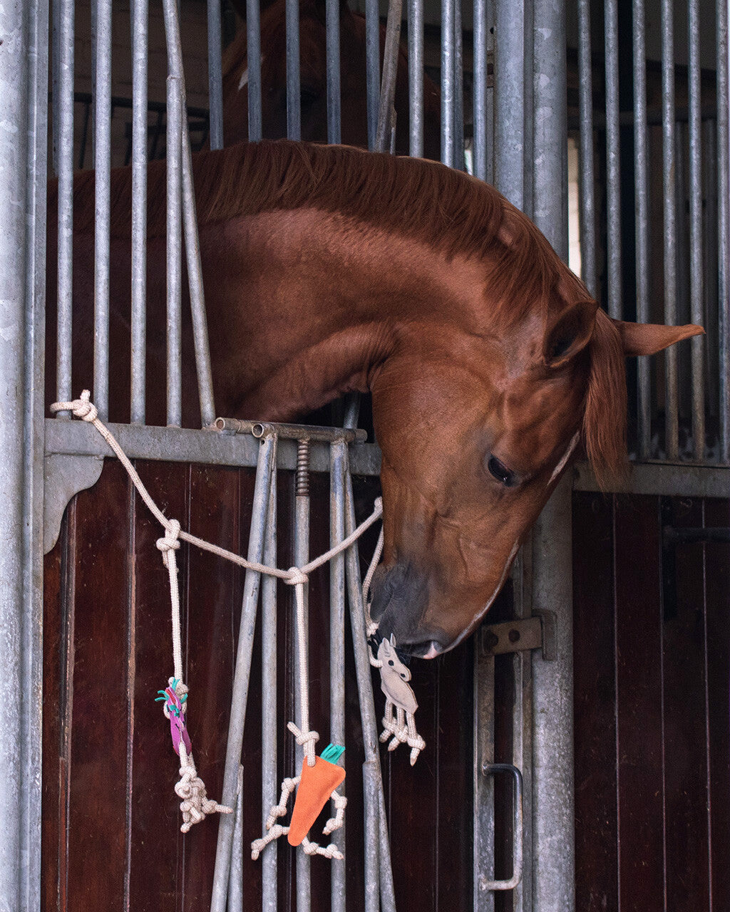 Decoración juguete para caballo box hanger QHP para equitación - vista 7