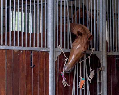 Decoración juguete para caballo box hanger QHP para equitación - vista 9