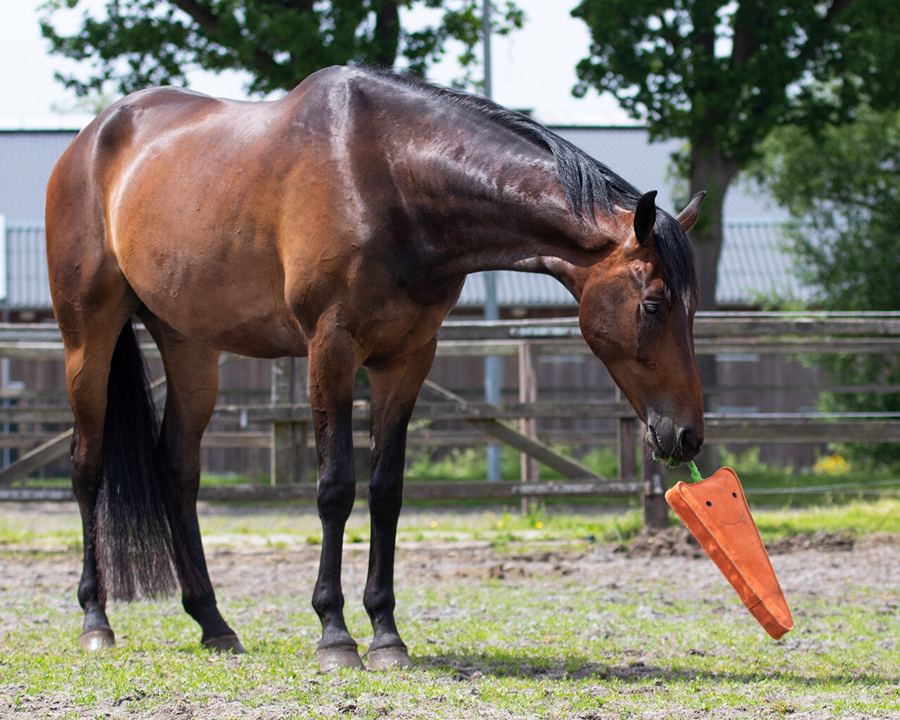Accesorio ecuestre Caballo toy XL QHP para equitación - vista 7