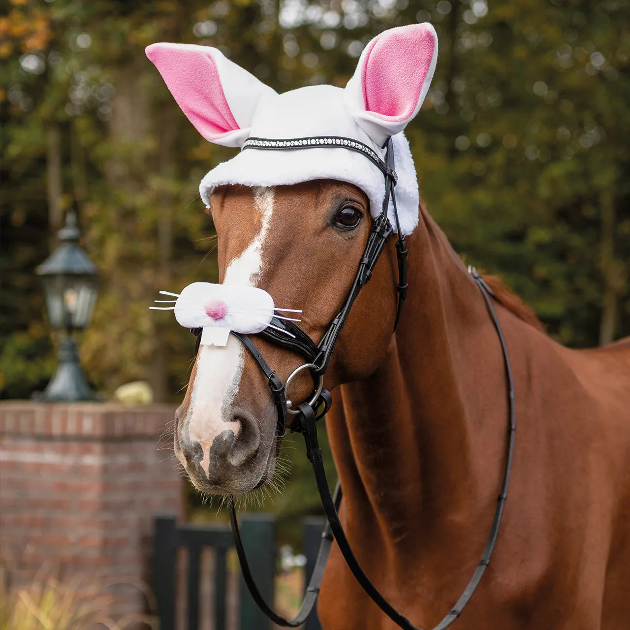 Cascos Easter bunny ears hat caballo QHP para equitación - vista 18