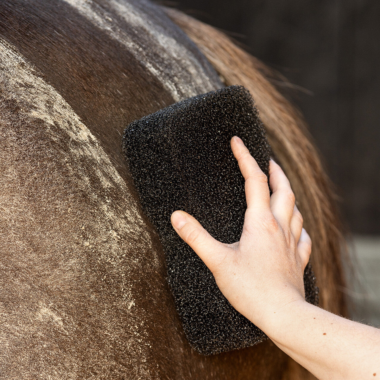 Equi super shiner QHP para equitación - vista 20