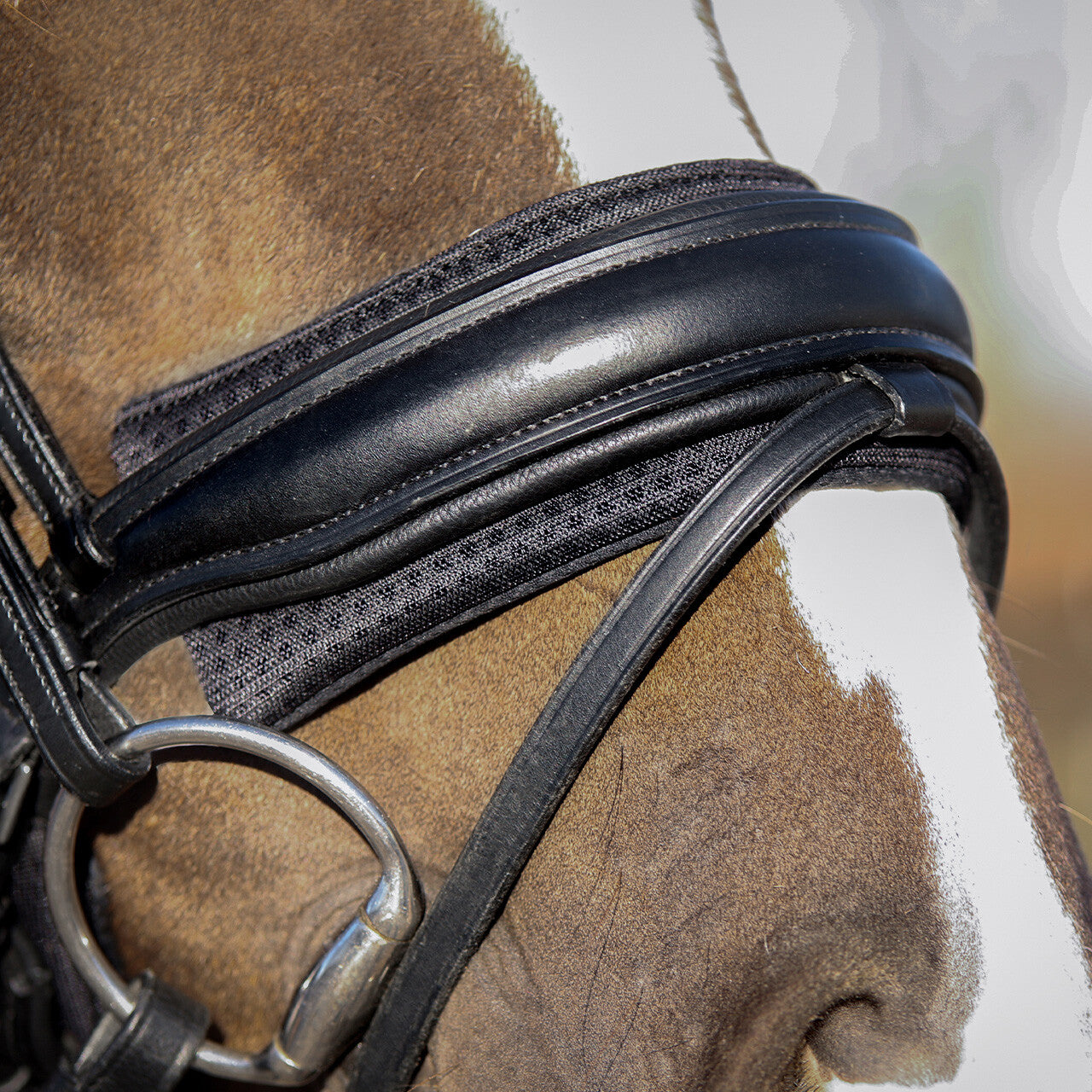 Cabezadas muserola pad Air Mesh QHP para equitación - vista 5
