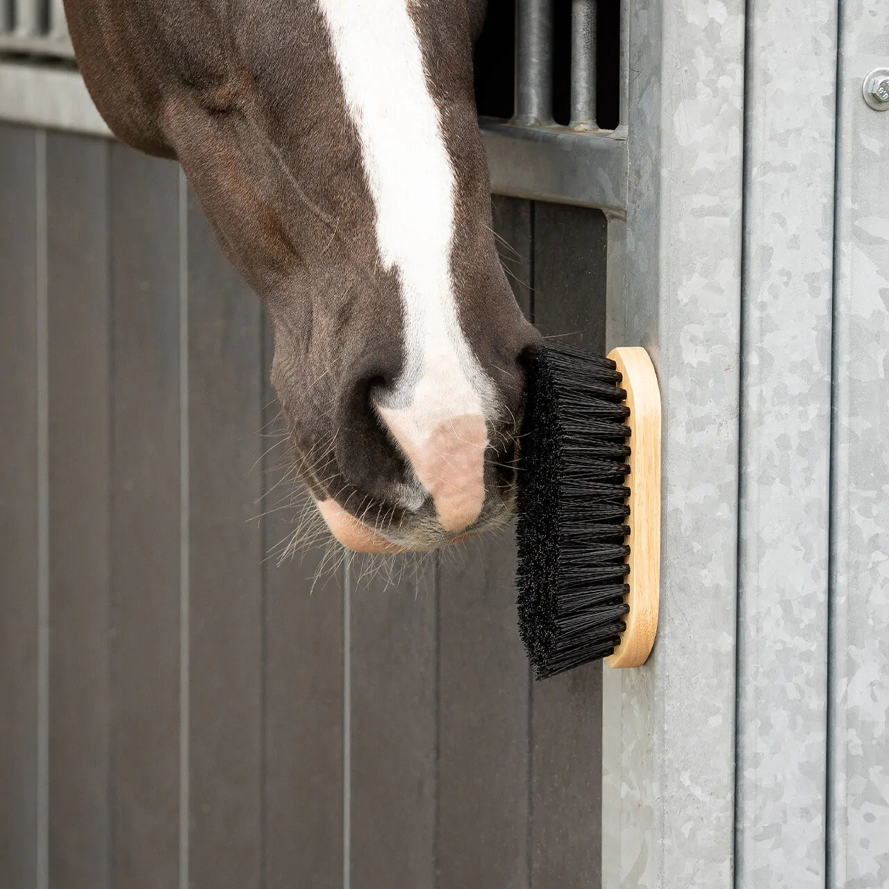 Cepillo Dandy brush magnet QHP para equitación - vista 16