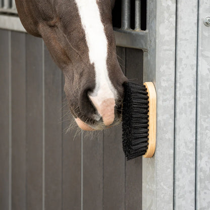 Cepillo Dandy brush magnet QHP para equitación - vista 16