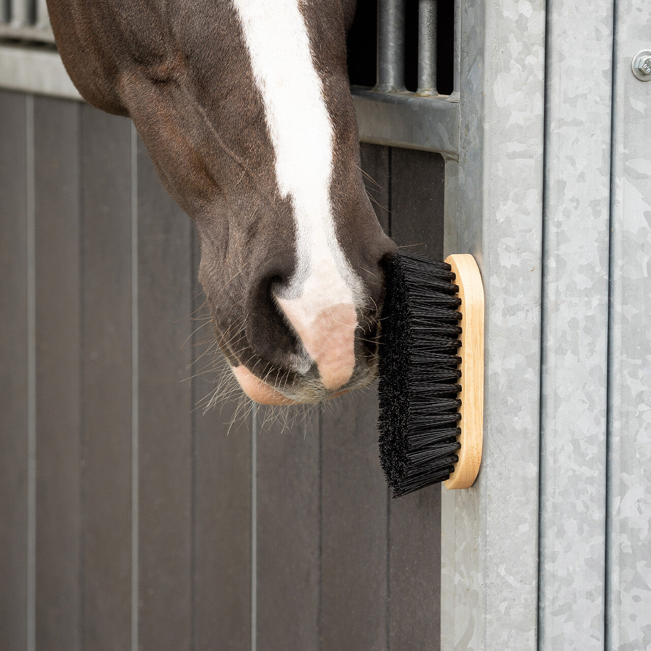 Cepillo Dandy brush magnet QHP para equitación - vista 22
