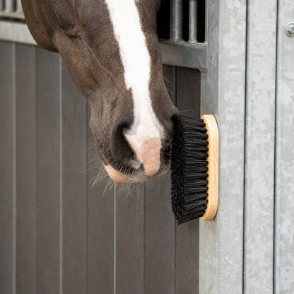 Cepillo Dandy brush magnet QHP para equitación - vista 22