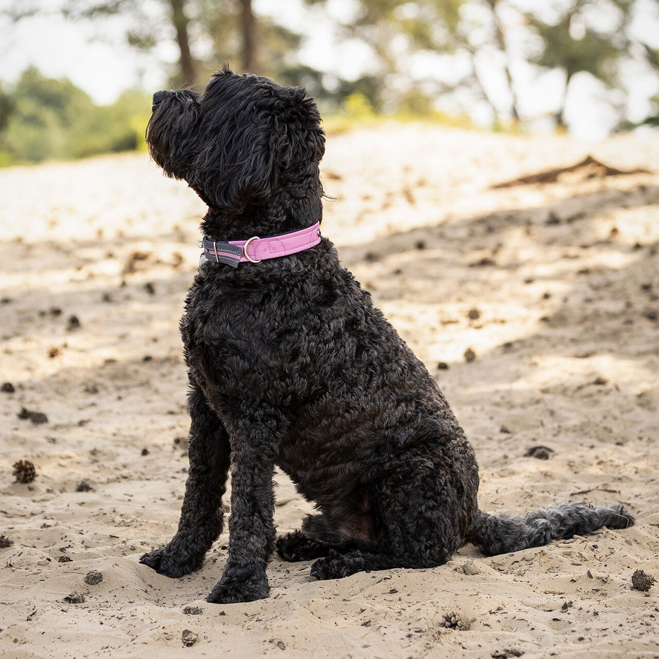 Producto perro Dog collar colección QHP para equitación - vista 33