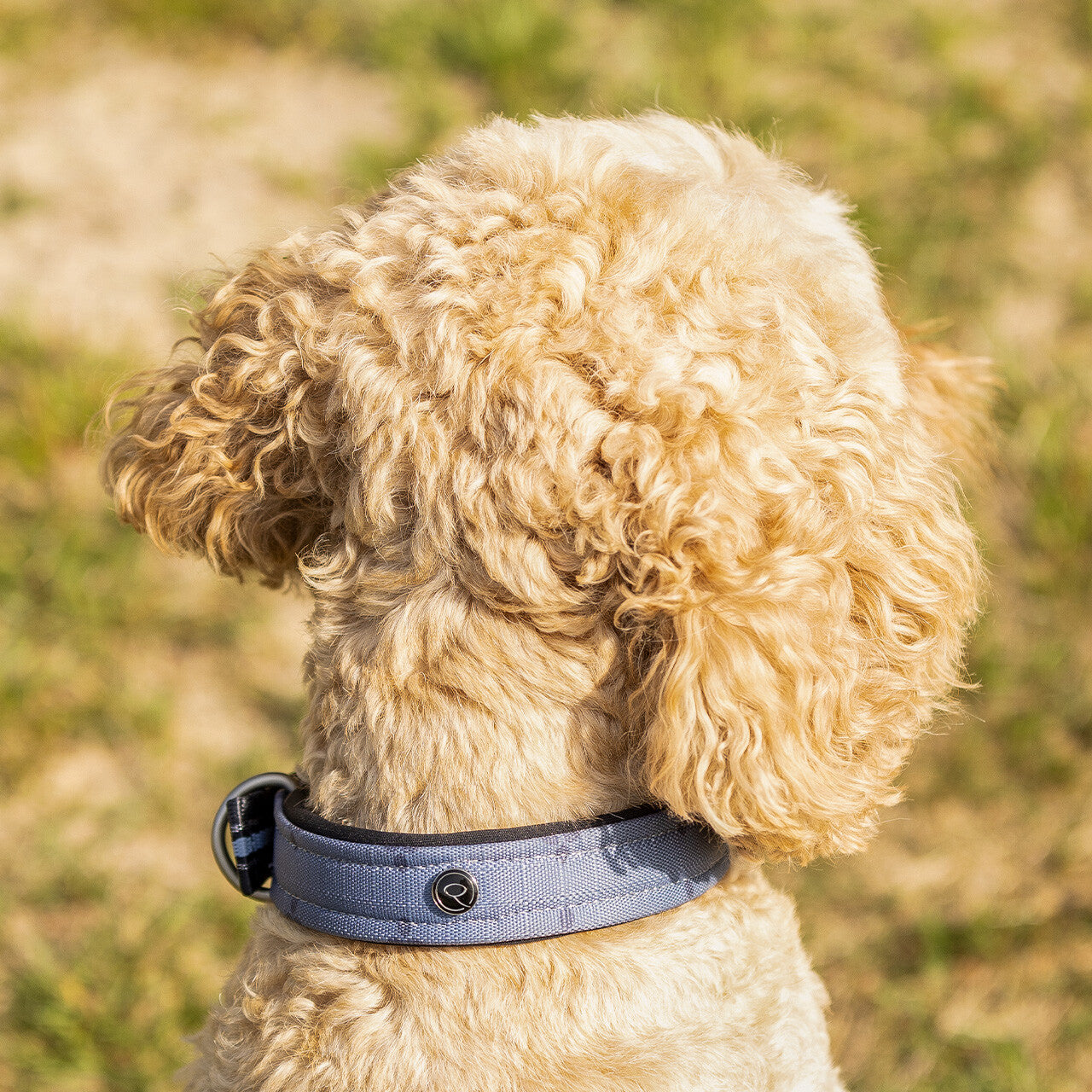 Producto perro Dog collar colección QHP para equitación - vista 20