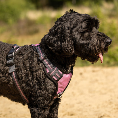 Producto perro Dog harness colección QHP para equitación - vista 4