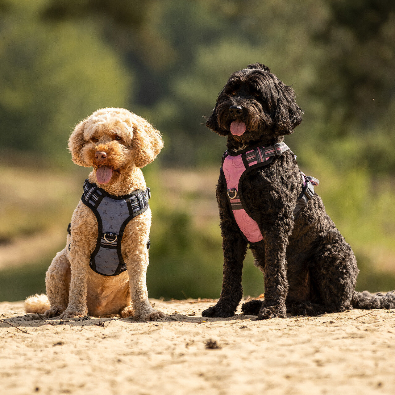 Producto perro Dog harness colección QHP para equitación - vista 20