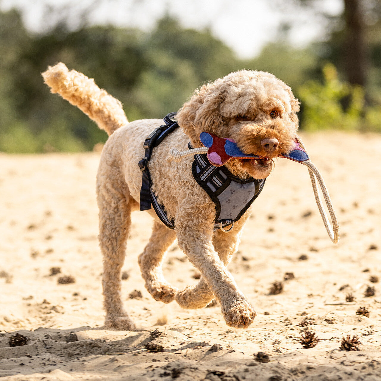 Producto perro Dog toy colección QHP para equitación - vista 2