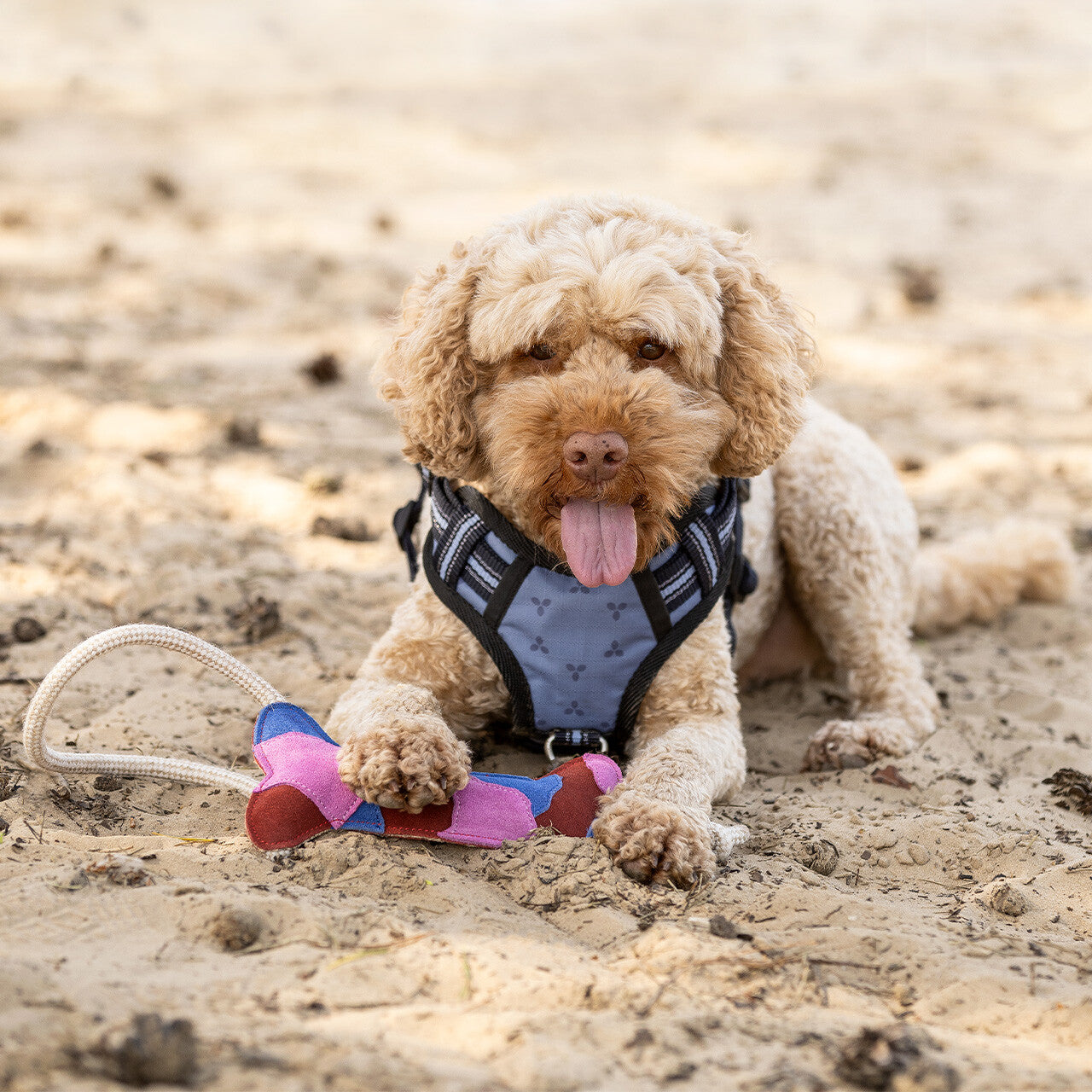 Producto perro Dog toy colección QHP para equitación - vista 3