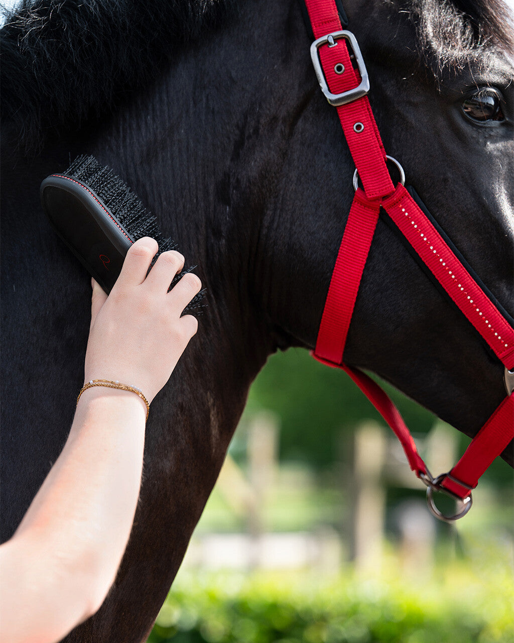 Cepillo Dandy brush Oakleigh QHP para equitación - vista 6