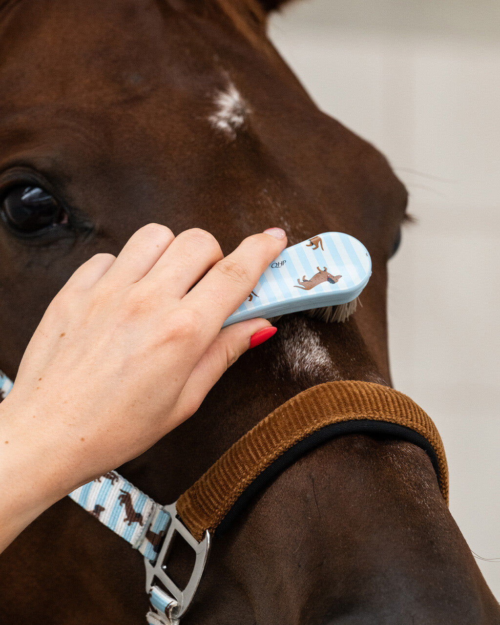 Grooming set Stable buddy QHP para equitación - vista 27