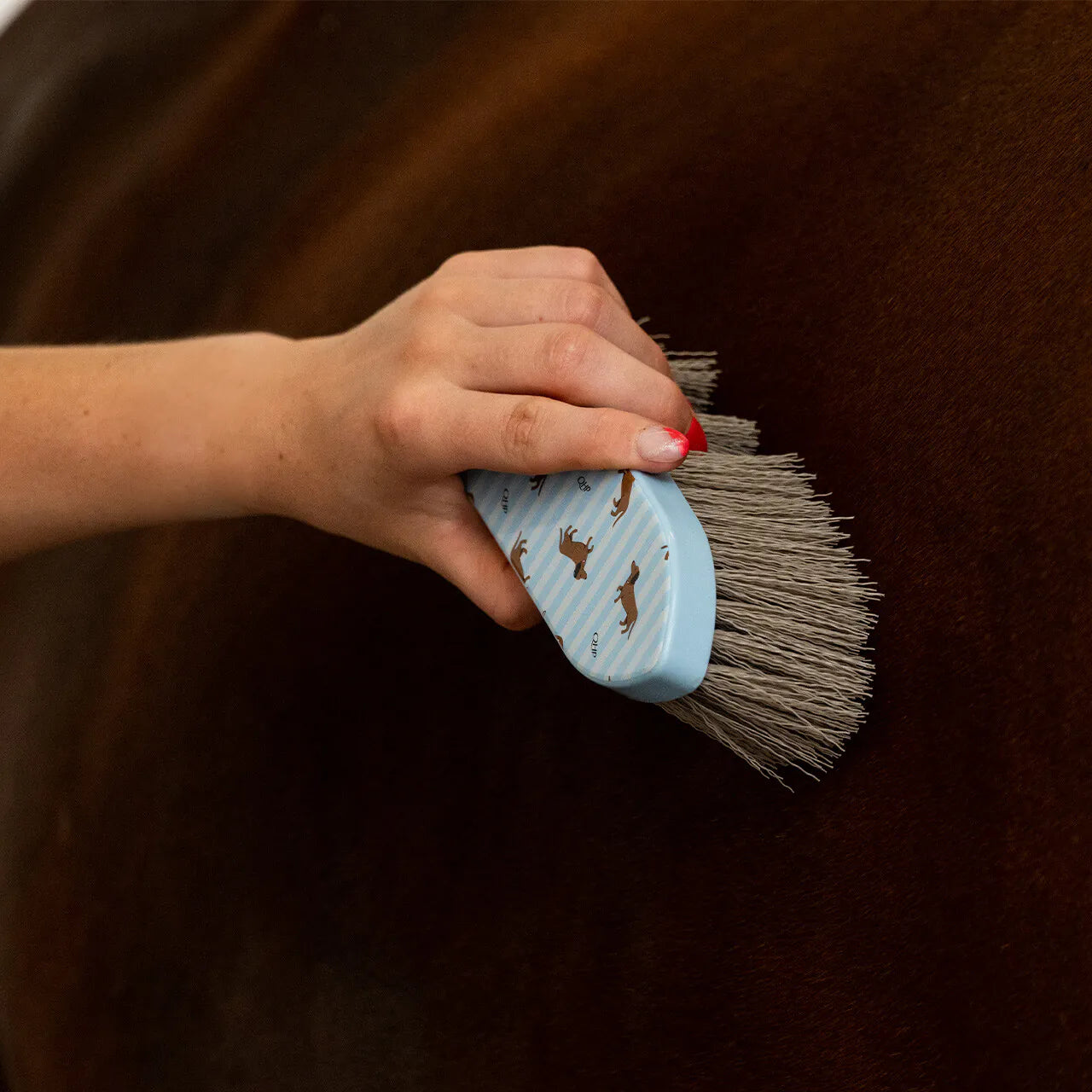 Grooming set Stable buddy QHP para equitación - vista 14