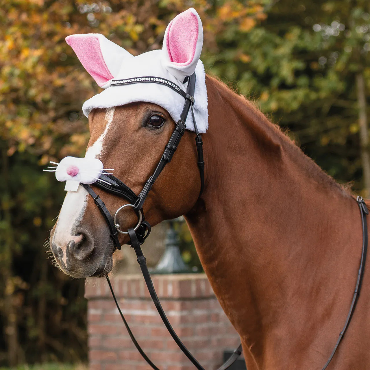 Cabezadas muserola accessory Easter QHP para equitación - vista 10