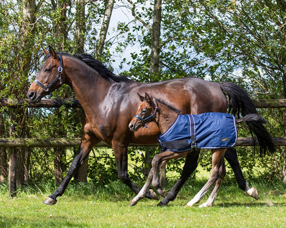 Mantas exteriores Potro rug turnout 100gr QHP para equitación - vista 3