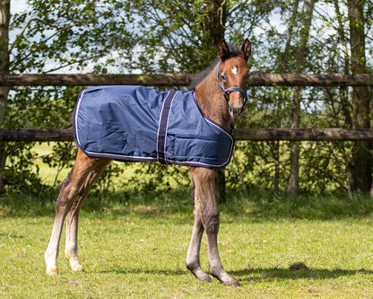 Mantas exteriores Potro rug turnout 100gr QHP para equitación - vista 19
