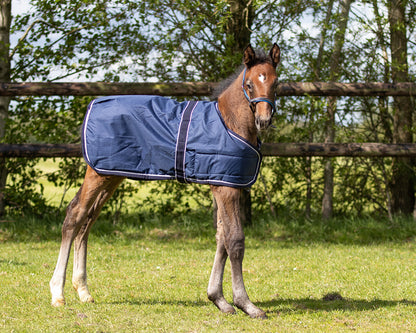 Mantas exteriores Potro rug turnout 100gr QHP para equitación - vista 24