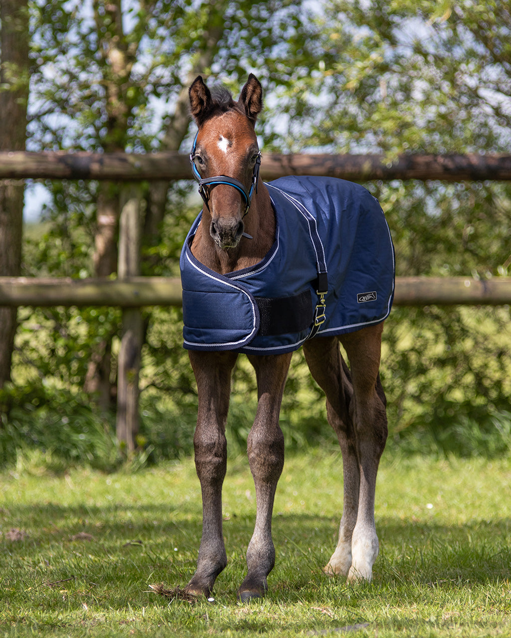 Mantas exteriores Potro rug turnout 100gr QHP para equitación - vista 5