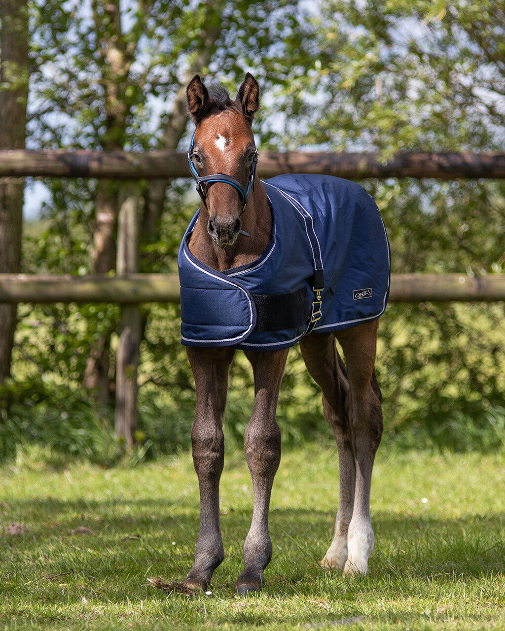 Mantas exteriores Potro rug turnout 100gr QHP para equitación - vista 30