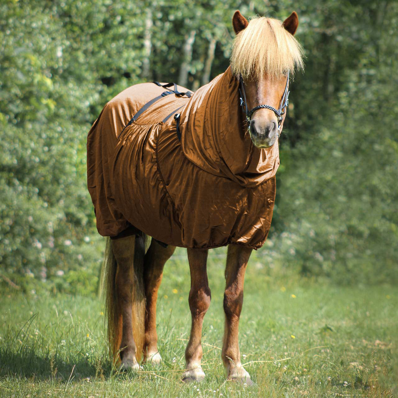 Mantas exteriores Eczema rug Icelandic QHP para equitación - vista 8