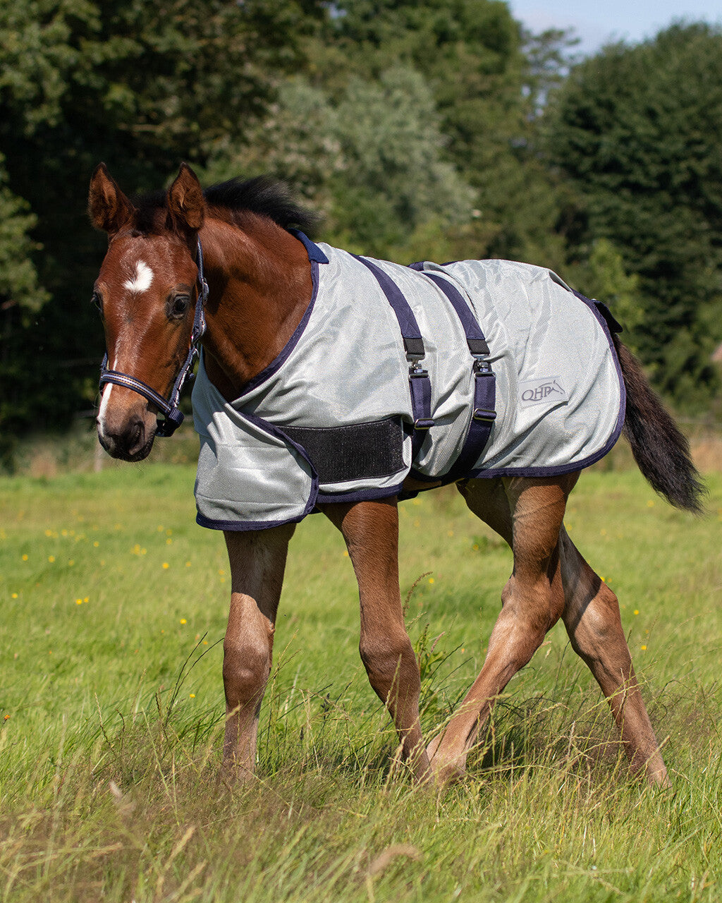 Repelentes de insectos Potro fly sheet QHP para equitación - vista 19