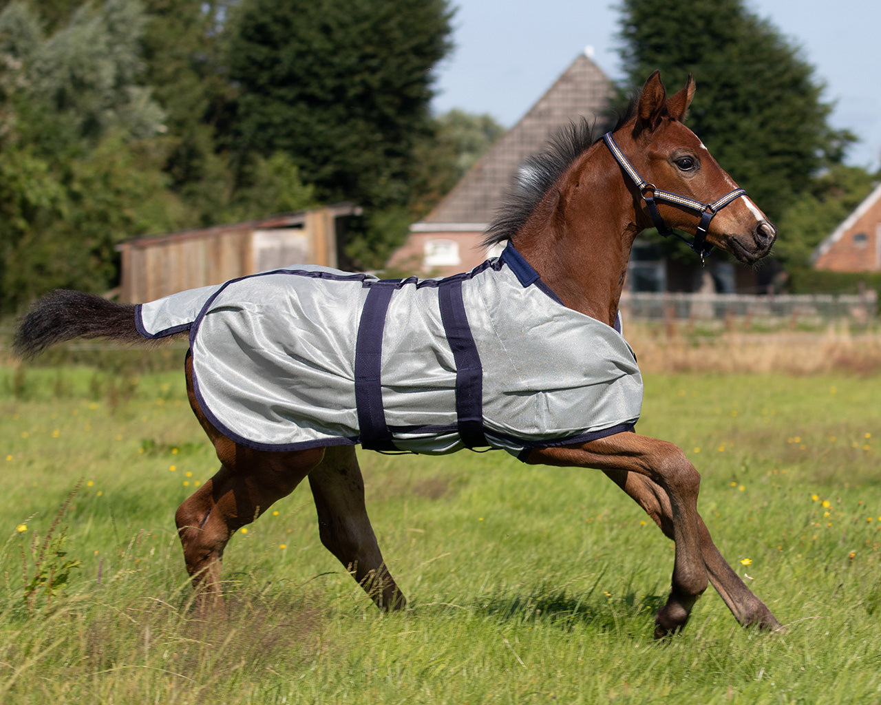Repelentes de insectos Potro fly sheet QHP para equitación - vista 4