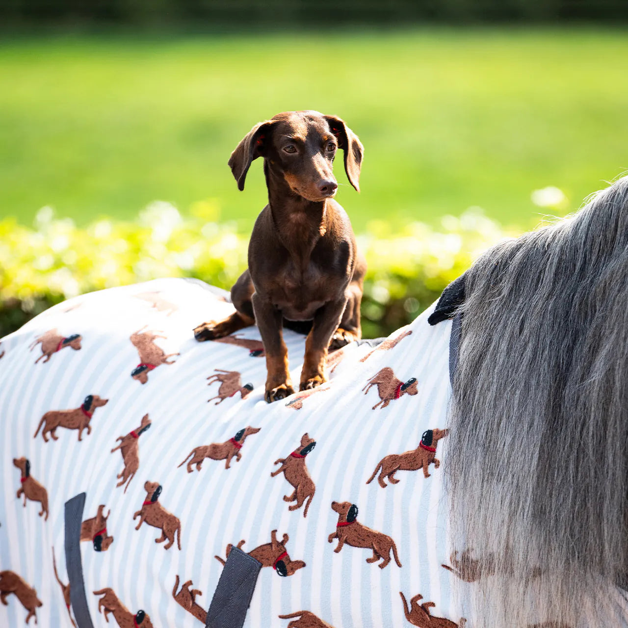 Mantas exteriores forro polar rug Stable buddy QHP para equitación - vista 10